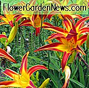 Hemerocallis Marse Connell, Taglilie Marse Connell, Taglilie Marse Connell, Marse Connell Taglilie, Taglilien, Taglilie, Taglilien, Taglilien, Taglilie, Taglilie, Taglilie, Taglilie, Roter Hemerocallis