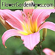 Hemerocallis rosa Damast, Daylily rosa Damast, Tageslilien-Rosa-Damast, rosa Damast Daylily, Daylilies, Daylily, Tageslilien, Spinne Daylilies, Spinne Daylily, rosa Tageslilie, rosa Daylily, rosa Hemerocallis
