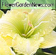 Irish Envy von Hemerocallis, Irish Envy von Daylily, Irish Envy von Taglilie, Irish Envy Daylily, Reblooming Daylily, Taglilien, Daylily, Taglilien, gelbe Blüten, gelbe Taglilie, gelbe Taglilie, gelber Hemerocallis