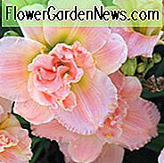 Hemerocallis 'Siloam Doppel Classic', Daylily 'Siloam Doppel Classic', Taglilie 'Siloam Doppel Classic', 'Siloam Doppel Classic' Taglilie, frühe Mittelzeis Taglilie, rosa Taglilien, rosa Taglilie, rosa Hemerocallis