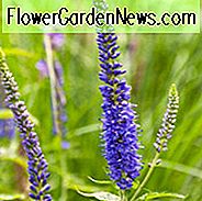 Veronica Longifolia 'Blauer Riese', Veronica longifolia 'Försters Blau', Veronica longifolia 'Blauriesin', Veronica longifolia 'Blaue Riesin', Garten-Speedwell 'Blauriesin', Langblättriges Speedwell 'Blauriesin', Strand-Speedwell 'Blauriesin'