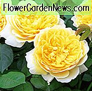 Rose Charlotte, Rosa Charlotte, English Rose Charlotte, David Austin Roses, English roses, geltonos rožės, krūmų rožių, rožių krūmai, sodo rožės, labai kvapios rožės, mėgstamos rožės