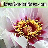 Paeonia