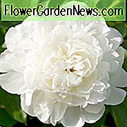 Paeonia Lactiflora
