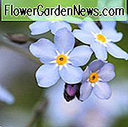 Vergeet-mij-nietje, Vergeet-mij-nietje, Vergeet-mij-nietje, Blauwe bodembedekker, Schaduwplanten, Schaduwverpakking