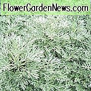 Artemisia Powis Castle, Wormwood 'Powis Castle', Artemisia Arborescens x Absinthium, Wormwood 'Powys Castle', Artemisia Arborescens 'Brass Band', Artemisia Arborescens 'Powis Castle', Zilverblijvende plant, aromatische bladplant