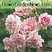 Rosa Felicia, Rose Felicia, Hybrid Moschus Rose Felicia, David Austin Rose, Reverend Pemberton Rosen, Agm Rosen, Duftende Rosen., Strauchrosen, rosa Rosen, Kletterrosen, duftende Rosen
