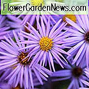 Aster Oblongifolium October Skies, Aromatic Aster October Skies, ฤดูใบไม้ร่วง Aster ตุลาคมท้องฟ้า, Symphyotrichum Oblongifolium October Skies, ดอกไม้สีฟ้า, ดอกแอสเตอร์สีฟ้า