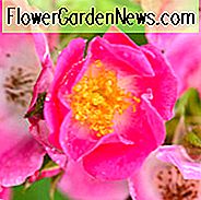 Rose 'American Pillar', Rosa 'American Pillar', Rambling Rose 'Amerikanische Säule', Rambler Roses, Kletterrosen, Strauchrosen, rosa Rosen, Rosensträucher, Gartenrosen