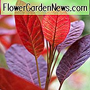 Cotinus coggygria 'Royal Purple', Smokebush 'Royal Purple', Smoketree 'Royal Purple', Euraziatische Smokebush 'Royal Purple', Smoke Bush 'Royal Purple', Smoke Tree 'Royal Purple', Rhus Cotinus 'Royal Purple', bladverliezende struiken, Gebladerte, herfstkleur