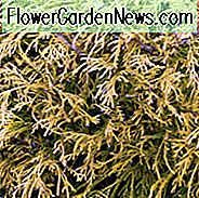 Chamaecyparis Pisifera 'Filifera Aurea', Sawara Cypress 'Filifera Aurea', Japanische Zypresse 'Filifera Aurea', immergrüner Strauch, goldener Strauch
