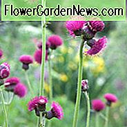 Cirsium Rivulare 'Atropurpureum', Plume Distel, Bachdistel, mehrjährige Pflanze, Stauden, rote Blüten, magentafarbene Blüten