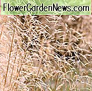 Deschampsia Cespitosa, Tufted Hair Gras, Gras Hassock, Tussock Gras, Ziergras, Ziergräser