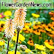 Kniphofia Tawny King, Red Hot Poker Tawny King, Poker Pflanze Tawny King, Fackel Lily Tawny King, Tritoma Tawny King, AGM kniphofia, orange Blumen, gelbe Blüten