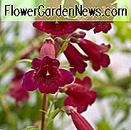 Penstemon 'Rich Ruby', Bartfaden 'Rich Ruby', Lila Penstemon, Evergreen Penstemon, Bart Zunge 'Rich Ruby'