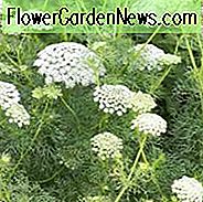 Ammi Majus, Spitze der Königin-Anne, Bullwort, allgemeines Bischofs-Unkraut, falsches Bischofs-Unkraut, Herb William, Spitze der falschen Königin Anne, Bischofs-Unkraut, weißer Dill