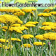 Achillea Coronation Gold, Schafgarbe Coronation Gold, AGM Schafgarbe, sommerblühende ausdauernde, trockenheitsresistente mehrjährige, gelb blühende Staude