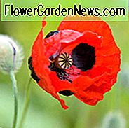 Papaver Commutatum 'Marienkäfer', Mohn 'Marienkäfer', Marienkäfer Mohn, 'Marienkäfer' Mohn, Rote Blumen