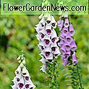Digitalis Purpurea Pam's Choice, Gewöhnlicher Fingerhut Pam's Choice, Pam's Choice Fingerhut, Fingerhut Pam's Choice, Damenhandschuh Pam's Choice, Weißer Fingerhut, Digitalis purpurea 'Elsey Kelsey'