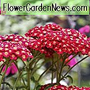 Achillea Millefolium