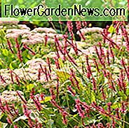 Bergvlies 'Stier', Knöterich 'Stier', Bartort 'Stier', Polygonum Amplexicaule 'Stier', Herbst mehrjährig, Sommer Staude, Persicaria amplexicaulis 'Blotau'