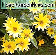 Helianthus 'Lemon Queen', Sonnenblume 'Lemon Queen', Lemon Queen Sonnenblume, gelbe Blüten, gelbe Stauden