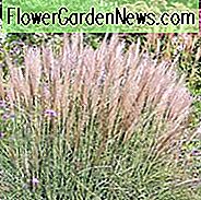Miscanthus Sinensis 'Kleine Silberspinne', Jungfernrebe 'Kleine Silberspinne', Eulalia 'Kleine Silberspinne', Chinesisches Silbergras 'Kleine Silberspinne', Japanisches Silbergras 'Kleine Silberspinne', Miscanthus Sinensis 'Kleine Silberspinne', Niedrige Pflege