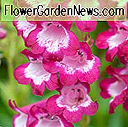 Penstemon 'George Home', Beardtongue 'จอร์จโฮม', Penstemon สีแดง Penstemon เอเวอร์กรีน, Beard Tongue 'George Home'