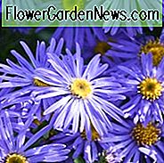 Aster x Frikartii 'Monch' ของ Frikart Aster, Michaelmas Daisy, Aster Monch ของ Frikart, Michaelmas Daisy 'Monch', ไม้ยืนต้นร่วง, ดอกไม้ Fall, ดอกไม้สีม่วง, ดอกไม้สีฟ้า
