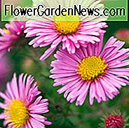 Aster Novae-Angliae 'Rosa Sieger', New England Aster 'Rosa Sieger', Daisy 's Rosa Sieger' ของ Sympyotrichum Novae-Angliae 'Rosa Sieger', aster สีชมพู