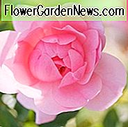 Rose Bonica, Rosa Bonica, Rosa Demon, Rosa Bonica 82, Rosa Meidomonac, Bodendecker Rose Bonica, Floribunda Rose Bonica, Strauchrose Bonica, David Austin Rose, Strauchrosen, Rosen für Hecken, rosa Rosen