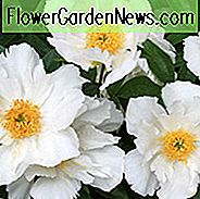 Paeonia 'Krinkled White', Pfingstrose 'Krinkled White', 'Krinkled White' Pfingstrose, chinesische Pfingstrose 'Krinkled White', gemeinsame Garten Pfingstrose 'Krinkled White', weiße Pfingstrosen, weiße Blüten, rosa Pfingstrosen, rosa Blüten, duftenden Pfingstrosen