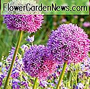 Allium Giganteum, dekorative Zwiebel, dekorativer Knoblauch, riesige Zwiebel, riesiges Lauch, Frühlings-Birnen, Frühlings-Blumen, purpurrote Blumen