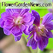 Geranium Pratense 'Plenum Violaceum', Wiesen-Cranesbill 'Plenum Violaceum', Geranium Pratense 'Flore Pleno', Geranium Pratense 'Plenum Purpureum', Geranium Pratense var. Flore-Pleno ', Purple Geranium, Beste Geranien, Beste Bodendecker
