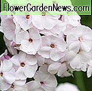 Phlox Paniculata 'Perlmutt', Phlox 'Perlmutt', Border Phlox 'Perlmutt', Herbst Phlox 'Perlmutt', Garten Phlox 'Perlmutt', Staude Phlox 'Perlmutt', Sommer Phlox ' Perlmutt ', weißer Phlox, weiße Blüten