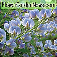 Baptisia Australis, Falscher Indigo, Bastard Lupine, Blauer Falscher Indigo, Falscher Lupine, Goldener Indigo, Indigo Weed, Großer Falscher Indigo, Blaue Blüten, Blaue Stauden