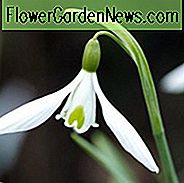 Galanthus 'Atkinsii', Schneeglöckchen 'Atkinsii', Galanthus Atkinsoni, Galanthus nivalis 'Atkinsii', früh blühende Zwiebel, Winterzwiebel, weiß blühende Zwiebel, weiße Winterblumen