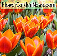 Tulipa Frühe Ernte, Tulipe Frühe Ernte, Tulpe 'Frühe Ernte', Kaufmanniana Tulpe 'Frühe Ernte', Waterlily Tulpe 'Frühe Ernte', Kaufmanniana Tulpen, Frühlingszwiebeln, Frühlingsblumen, Orange Tulpe