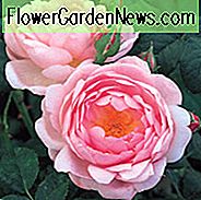 Rose Scepter'd Isle, Rosa 'Scepter'd Isle', Englische Rose 'Scepter'd Isle', David Austin Rosen, Englische Rosen, Strauchrosen, rosa Rosen, Rosensträucher, Gartenrosen, Kletterrosen, duftende Rosen