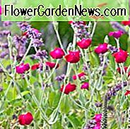 Lychnis Coronaria, Rose Campion, Hasenohren, Crown Pink, Königskerze, Trockene Bodenpflanze, Hirsch-resistente Pflanze, AGM-Pflanze
