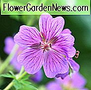 Geranie x Magnificum, Geranie Magnificum, lila Cranesbill, auffällige Cranesbill, Hardy Geranie, Blue Geranium, Purple Geranium
