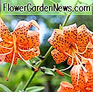 Lilium Lancifolium, Lilium Tigrinum, Lilium Tigrinum Var splendens, Lilium Tigrinium Flore Pleno, Artengruppe, Sommer blühende Bulb, Mitte Sommer blühende Lilien