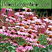 Echinacea Purpurea 'Magnus', Sonnenhut 'Magnus', Echinacea 'Magnus', Sonnenhut, Echinacea Purpurea