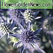 Eryngium Planum 'Blue Hobbit', Blue Eryngo 'Blue Hobbit', Flat Sea Holly 'Blue Hobbit', Eryngium 'Blue Hobbit', Sea Holly 'Blue Hobbit', Trockene Bodenpflanzen, Sandige Bodenpflanzen, Blaue Blüten, Blaue Stauden