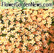 Achillea
