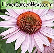 Echinacea Purpurea