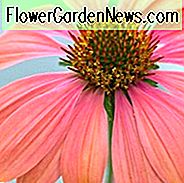 Echinacea 'Twilight', Coneflower 'Twilight', Echinacea 'Big Sky Twilight', Echinacea 'Big Sky Series, Red Coneflowers, Suche tolerancyjne byliny, Kwiaty sto偶ka, Coneflowers