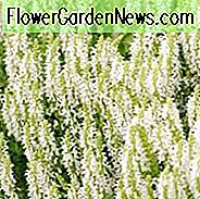 Salvia x Sylvestris 'Schneehügel', Gartensalbei 'Schneehügel', Salvia 'Schneehügel', Holzschaukel 'Schneehügel', Salvia 'Schneehügel', Salvia Nemorosa 'Schneehügel', Salvia Nemorosa 'Schneehügel'