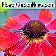 ความงามทั่วไปของ Sneezeweed Moerheim, Sunflower Moerheim Sunflower, Helen's Flowe Moerheim Beautyr, ความงาม Moerheim Star สีเหลือง, ไม้ยืนต้นปลายฤดูร้อน, ไม้ยืนต้น AGM