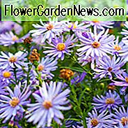 Aster 'Little Carlow', Symphyotrichum 'Little Carlow', ไมเคิลส์เดซี่ 'Little Carlow', Aster cordifolius 'Little Carlow', ไม้ยืนต้นร่วง, ดอกไม้ Fall, Lavender Asters, Asters สีฟ้า